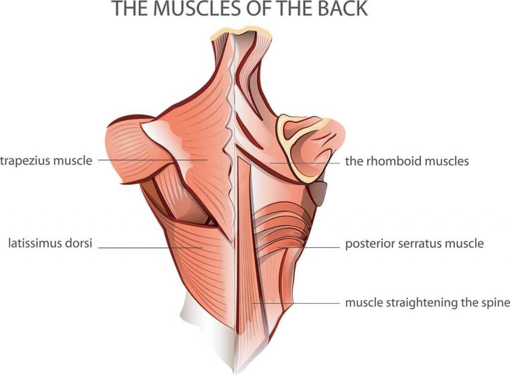 Bailey Fitness - Improving Back Strength