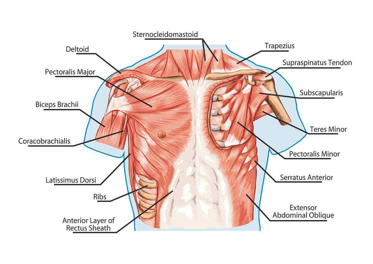 Chest Anatomy  All About the Chest Muscles