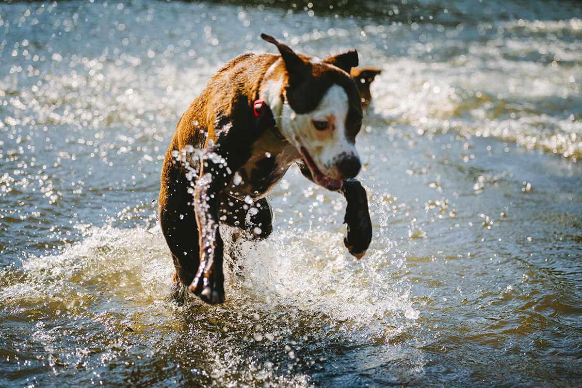 Bailey Fitness - Exercise-With-A-Dog